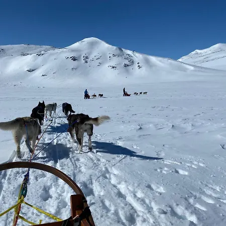 Jotunheimen Husky *